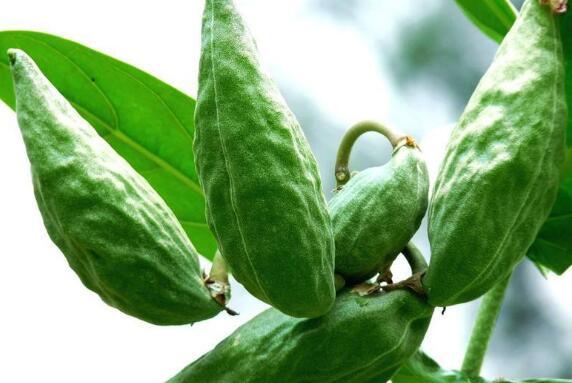 牛角瓜早上可以吃吗,早餐时光，美味又营养